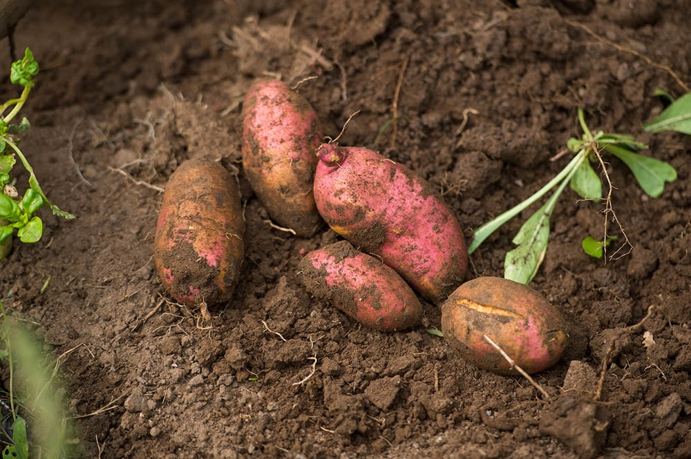 potatoes