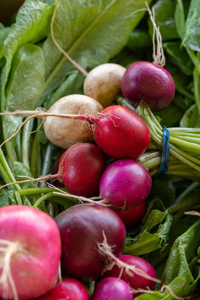 radish