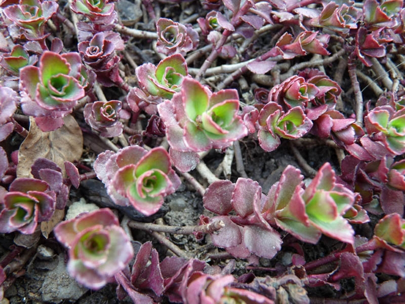 Sedum spurium ‘Red Carpet’