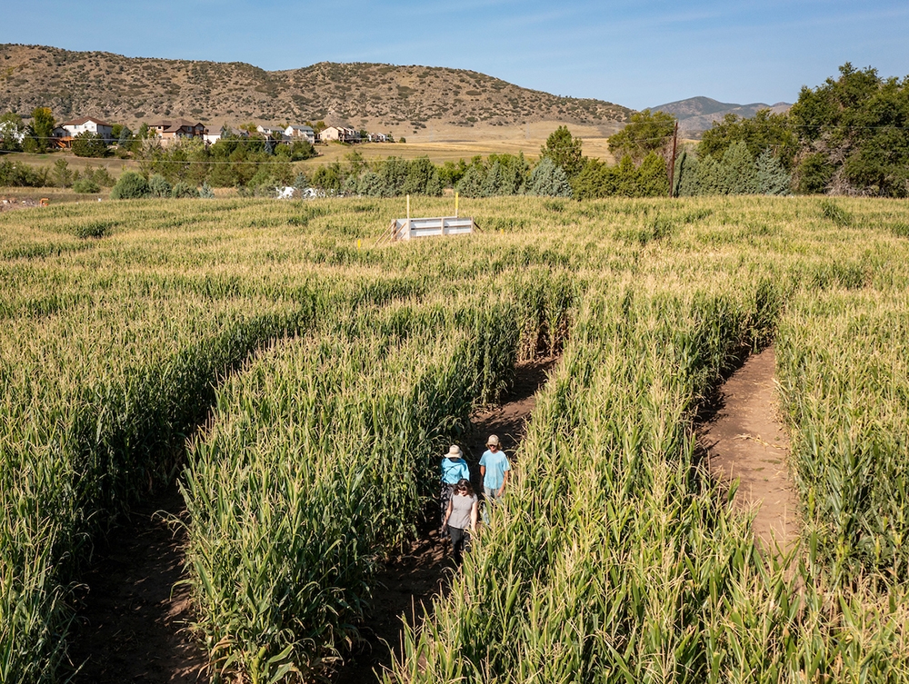 Corn Maze at Chatfield Farms in September Corn Maze at Chatfield Farms in September