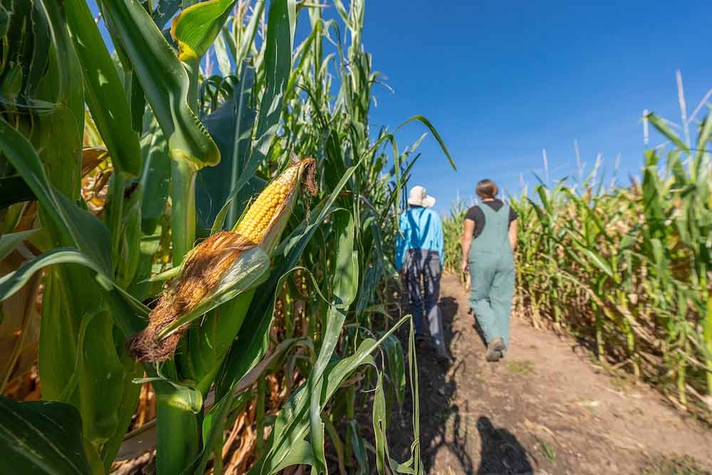 Corn Maze at Chatfield Farms in September Corn Maze at Chatfield Farms in September