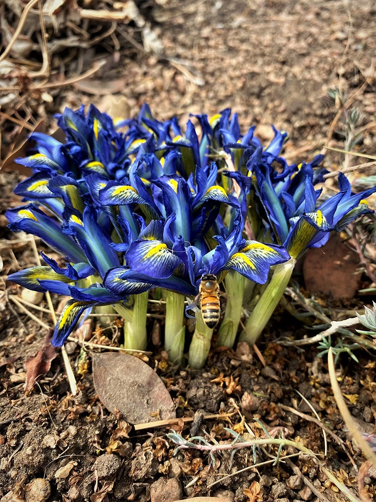 Bee on iris