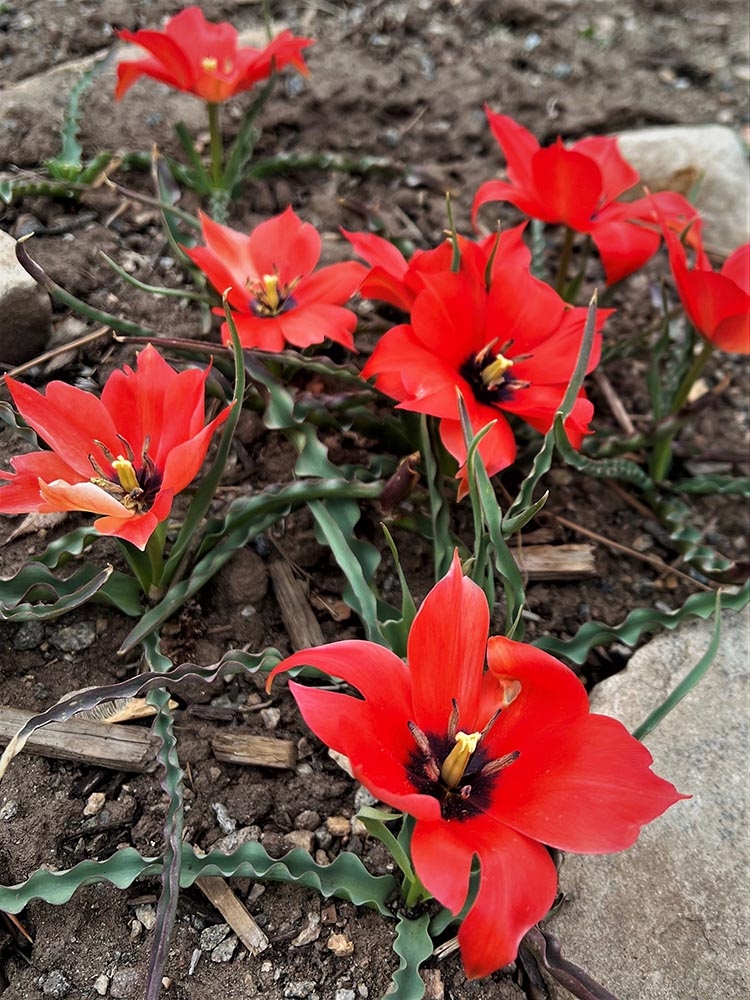 Tulipa linifolia