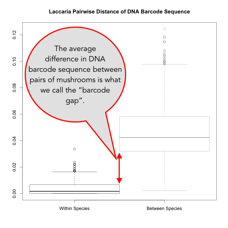 DNA barcode gap
