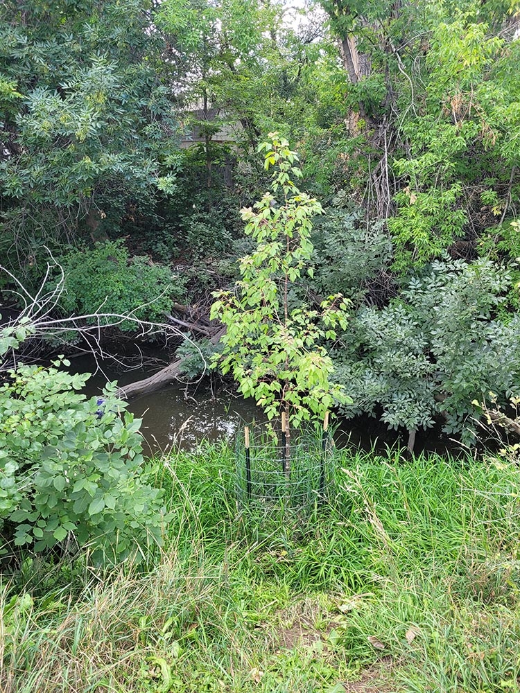 boxelder planting