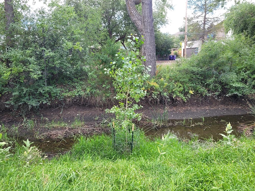 cottonwood planting