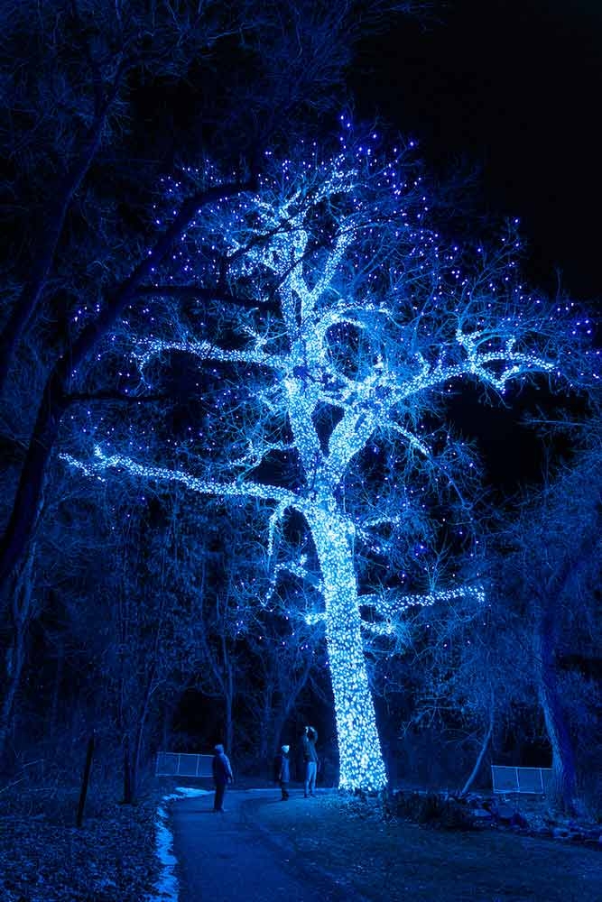 Trail of Lights at Chatfield Farms Tree lit with bright blue lights at Trail of Lights