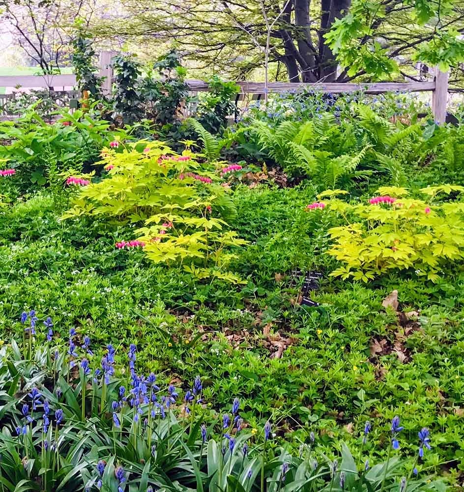 Bleeding Hearts, Spanish Bluebells, Ostrich Ferns Bleeding Hearts, Spanish Bluebells, Ostrich Ferns