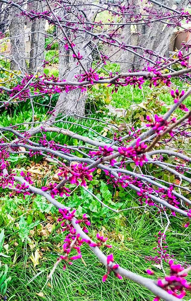 Forest Pansy Redbud (Cercis canadensis 'Forest Pansy') Forest Pansy Redbud (Cercis canadensis 'Forest Pansy')