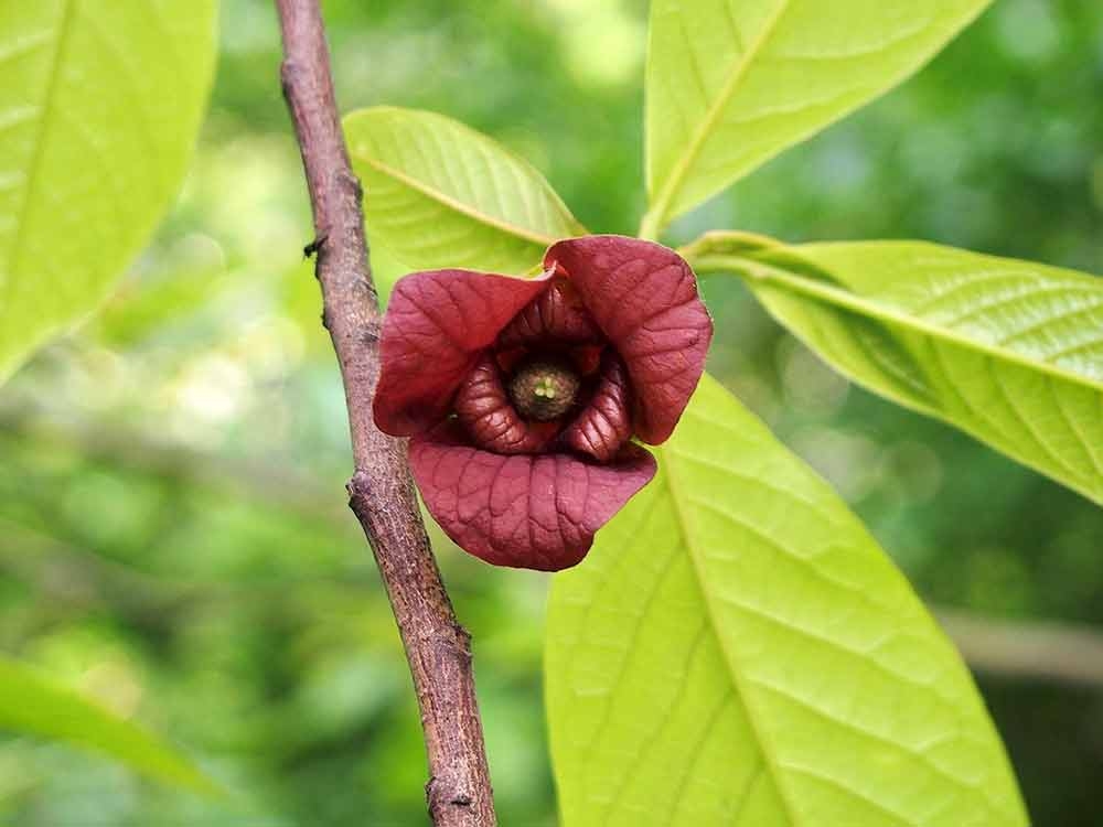Pawpaw flower (Asimina triloba) Pawpaw flower (Asimina triloba)