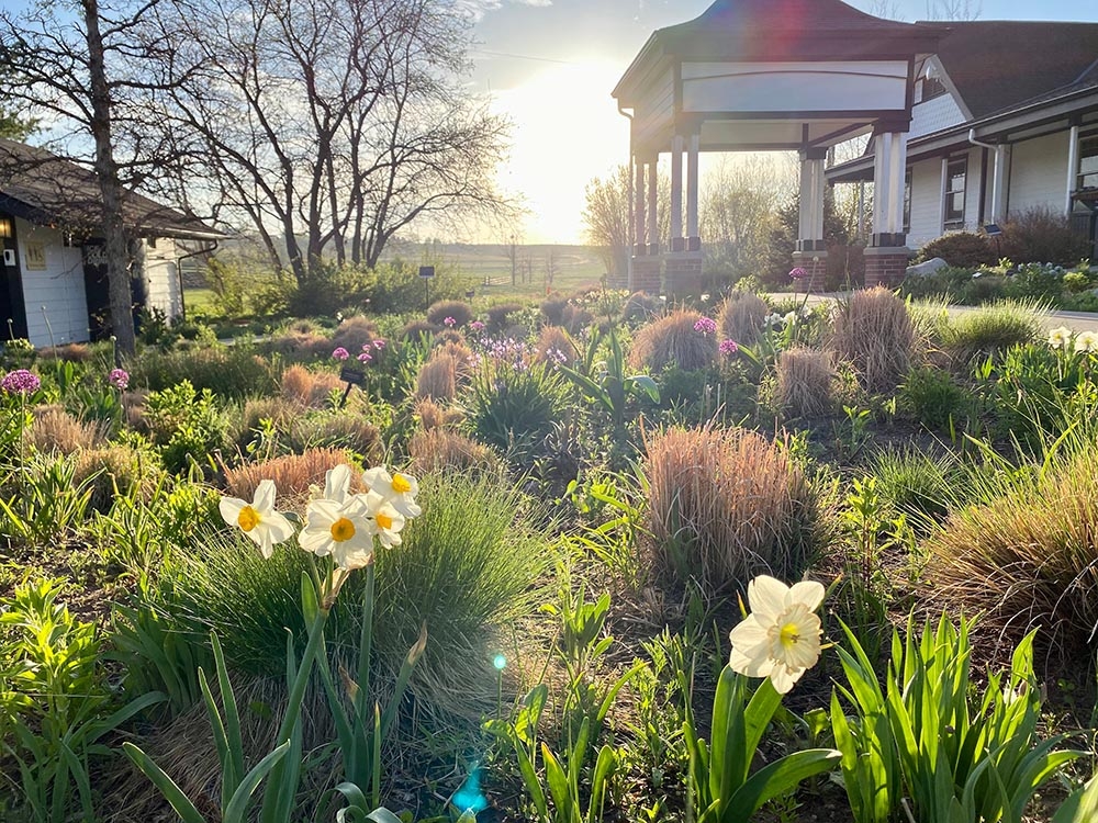 Prairie bulbs