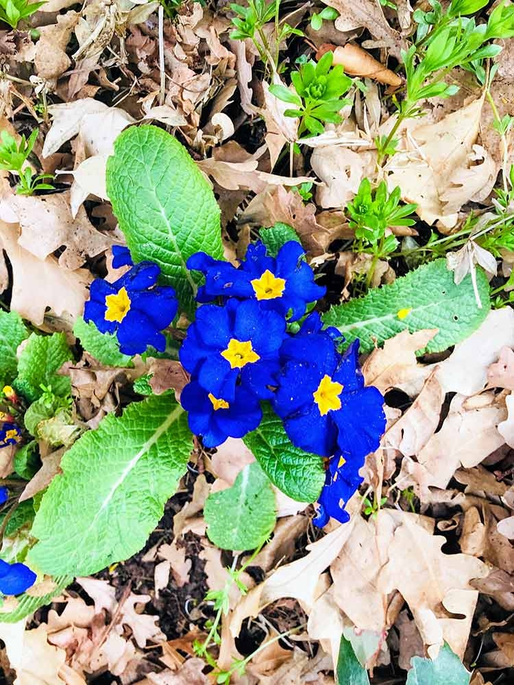 Primrose (Primula vulgaris) Bright blue flower of the Primrose (Primula vulgaris)