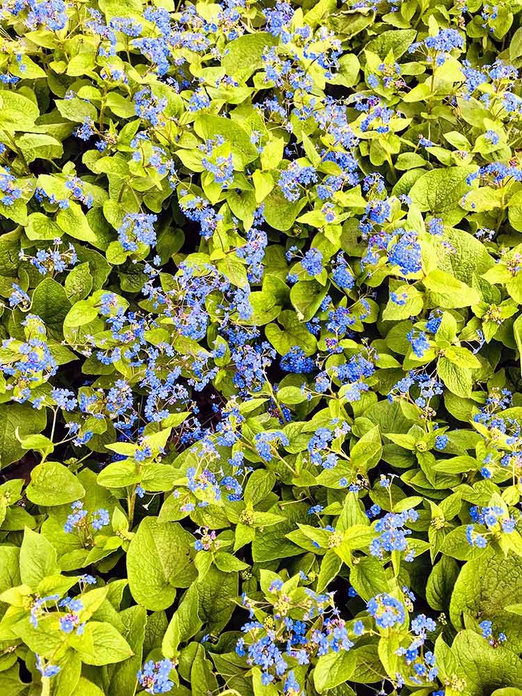 Siberian Bugloss (Brunnera macrophylla) Intense blue flowers atop the green, velvety leaves of Siberian Bugloss (Brunnera macrophylla)
