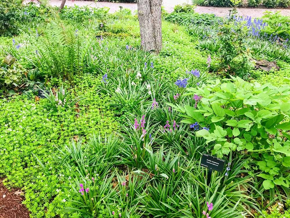 Spanish bluebells (Hyacinthoides hispanica) and and sweet woodruff (Galium odoratum) Spanish bluebells (Hyacinthoides hispanica) and and sweet woodruff (Galium odoratum)