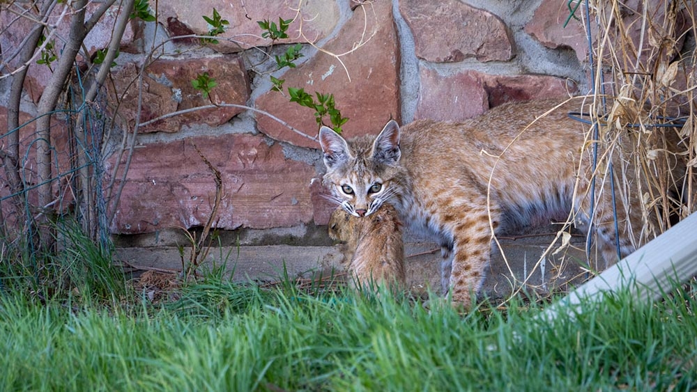 bobcat