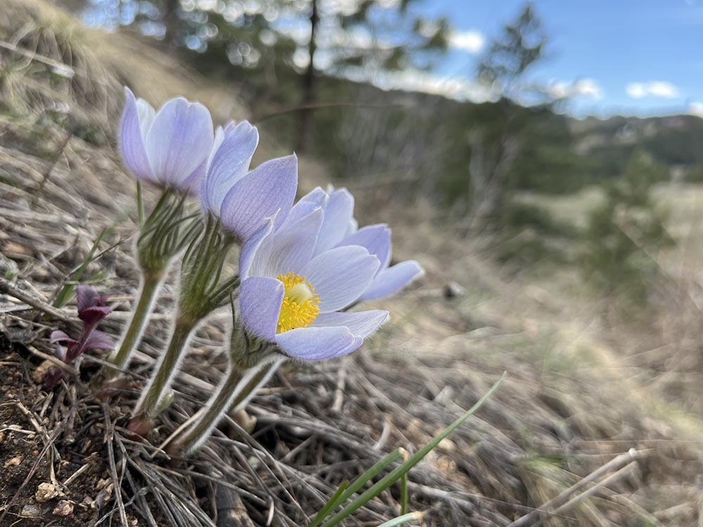 pasqueflower