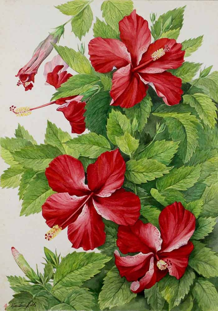 Manabu C. Saito, "Rosa sinensis," watercolor, 1970. Manabu C. Saito, "Rosa sinensis," watercolor, 1970.