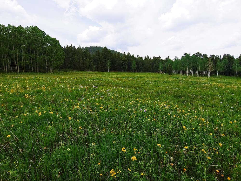 wildflowers