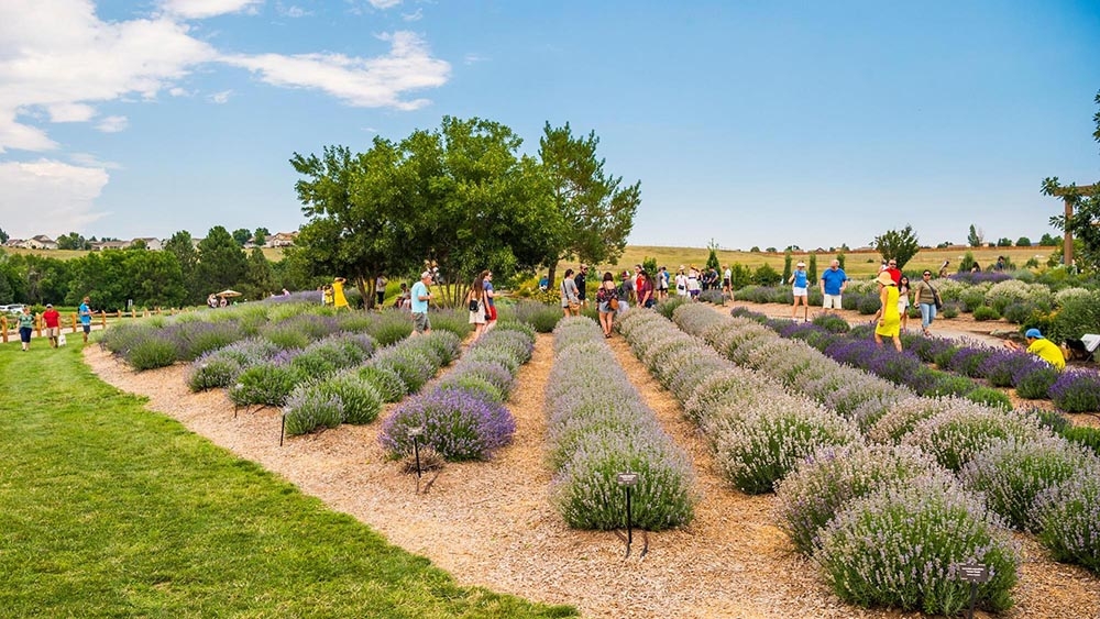 Lavender field