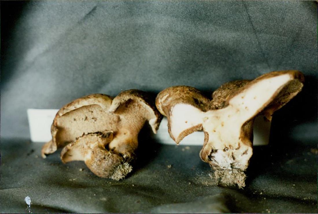 Sarcodon glaucopus