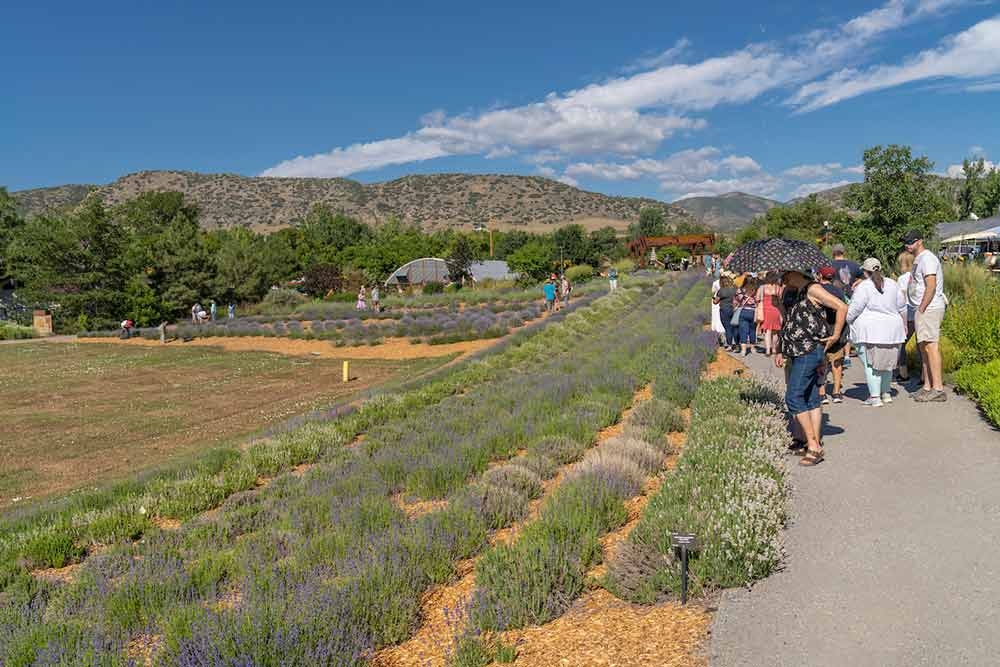 Lavender Festival