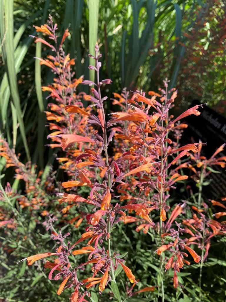 Agastache ‘Kudos Mandarin’ Agastache ‘Kudos Mandarin’