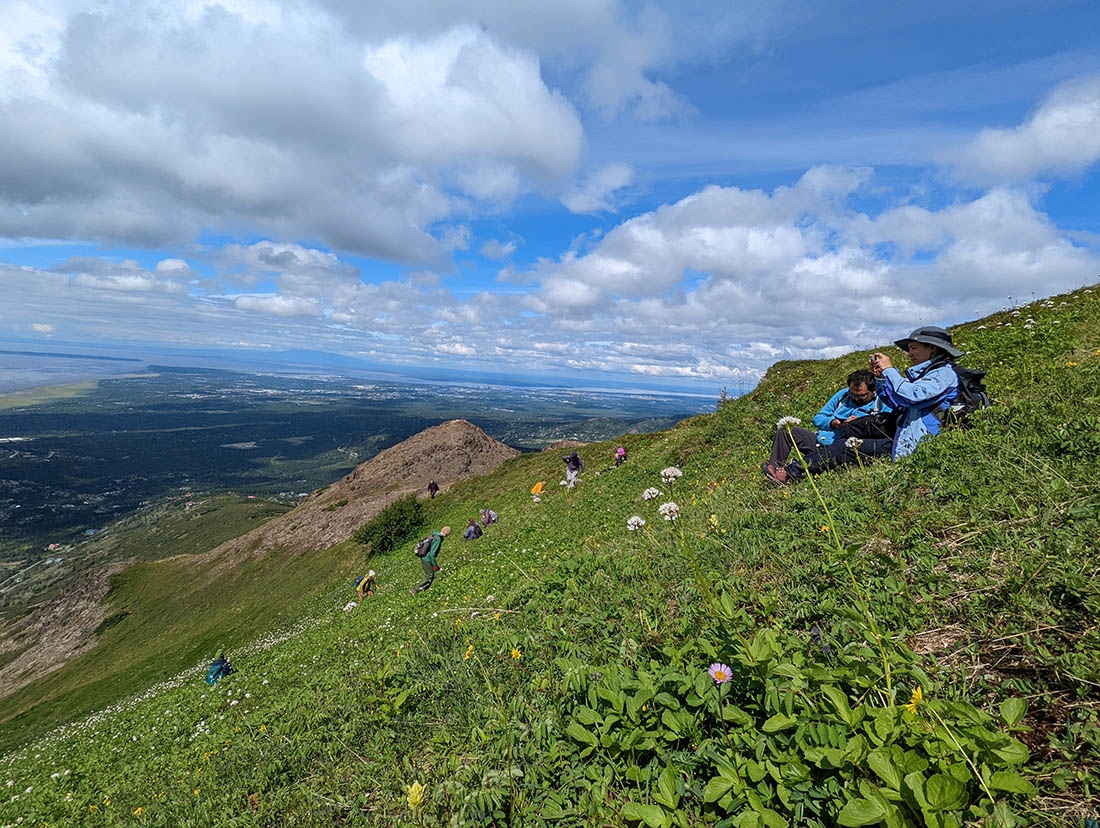 Botanists in Alaskan alpine