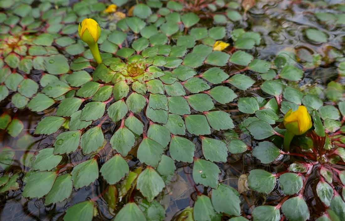 Mosaic Plant (Ludwigia sedioides) Mosaic Plant (Ludwigia sedioides)