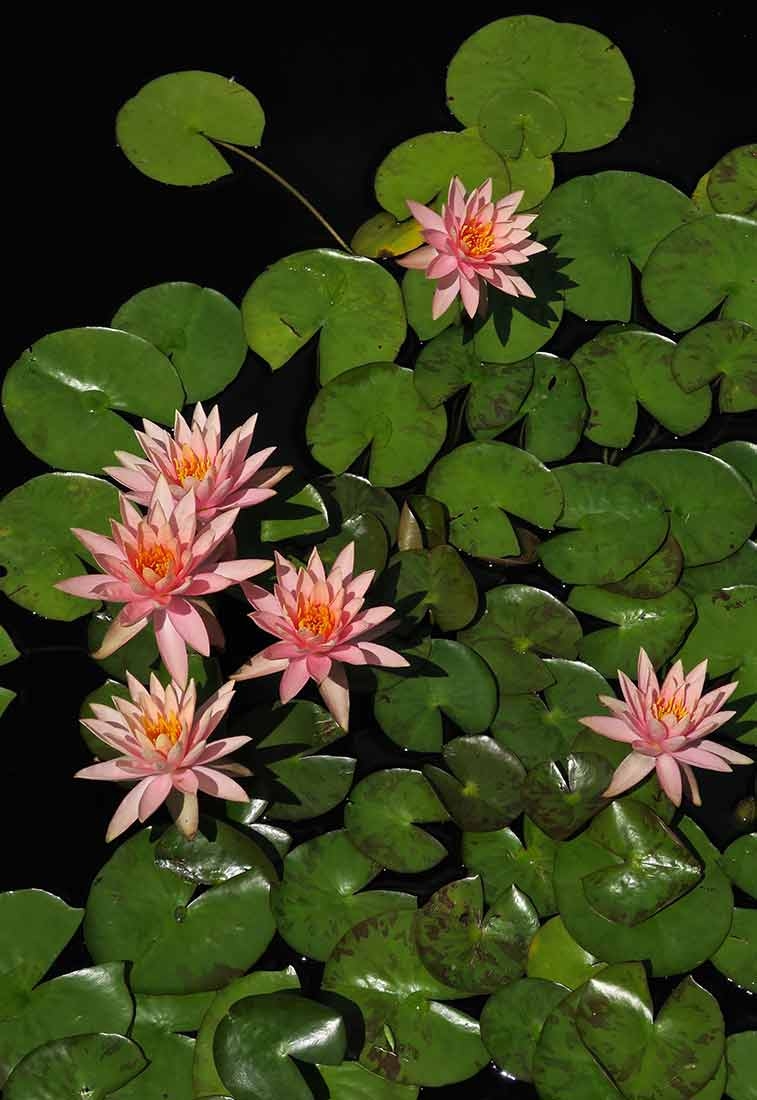 Nymphaea 'Colorado' - Rocky Mountain Legacy Collection