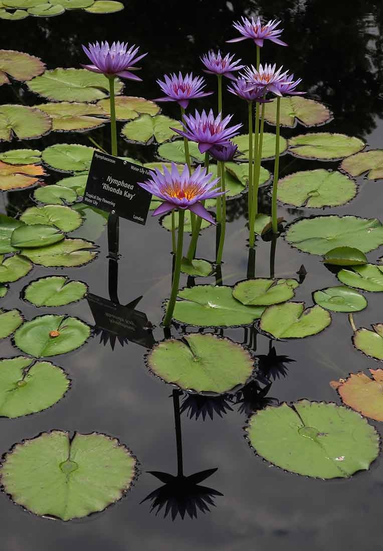 Nymphaea 'Rhonda Kay' - Star Waterlily Nymphaea 'Rhonda Kay' - Star Waterlily