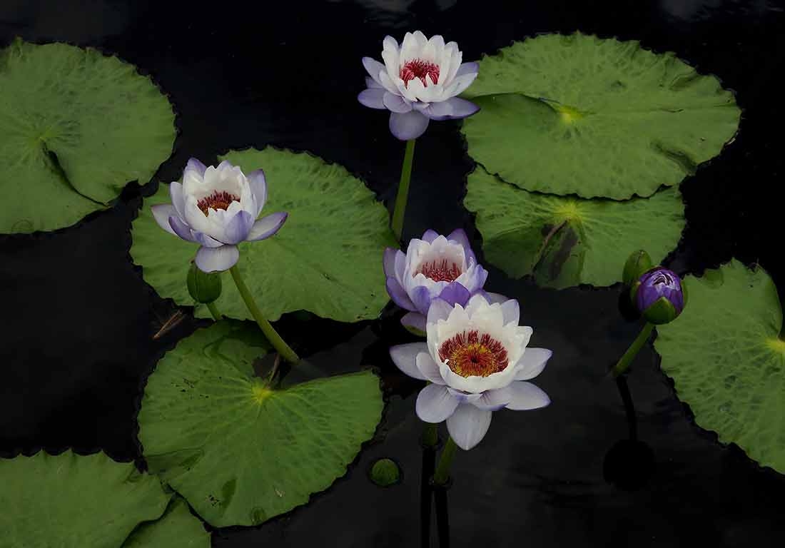 Nymphaea 'Tuonta' - Australian waterlily hybrid Nymphaea 'Tuonta' - Australian waterlily hybrid