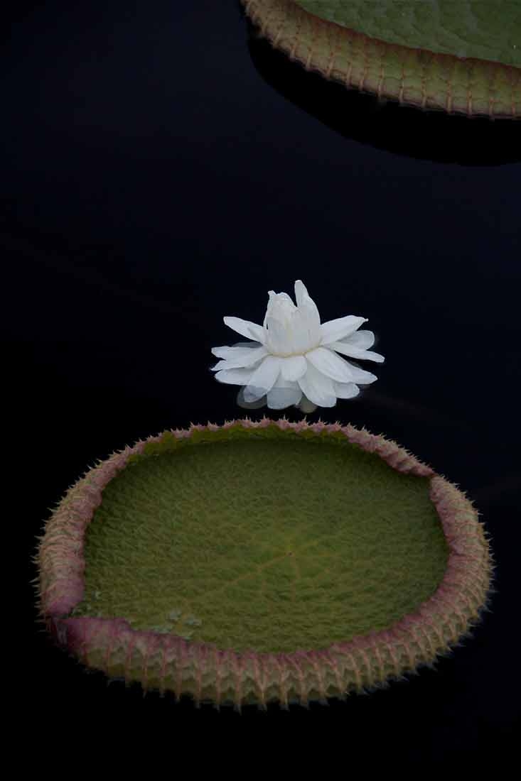 Victoria cruziana, first night bloom Victoria cruziana, first night bloom