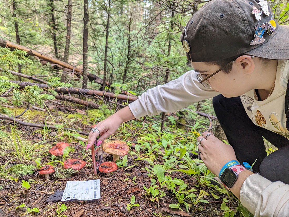 mushroom festival