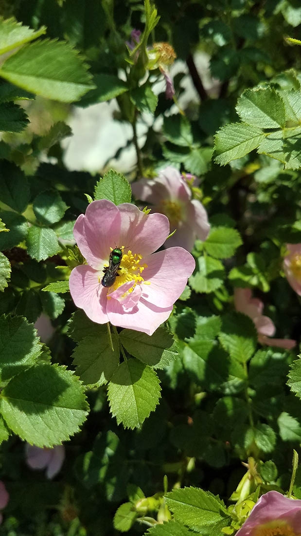 Iridescent bee on Rosa rubiginosa flower