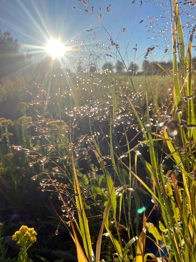 Panicum virgatum