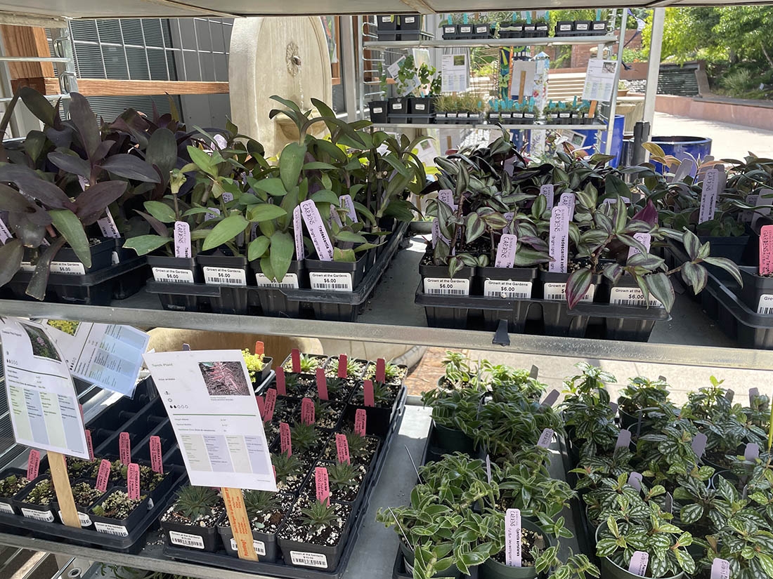 Propagated Tradescantia
