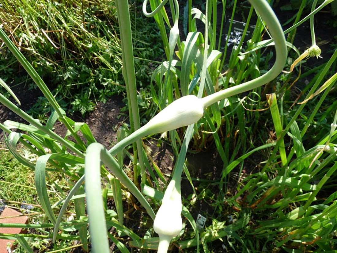 allium sativum var. ophioscorodon
