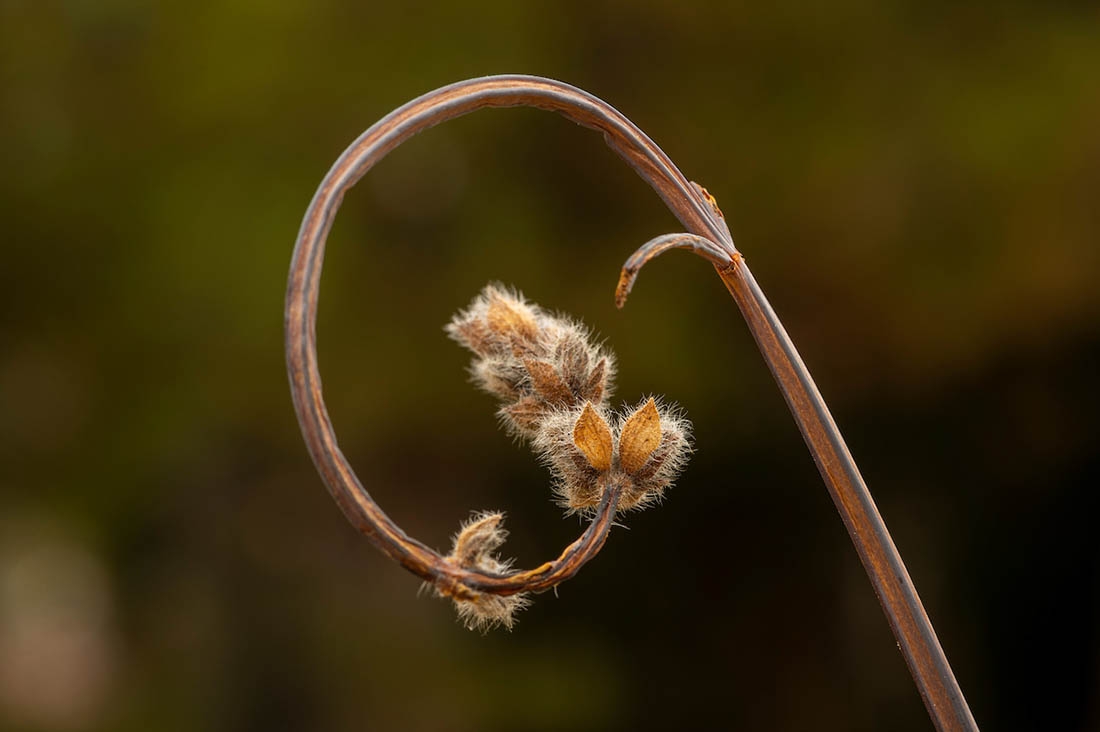 curled plant stem
