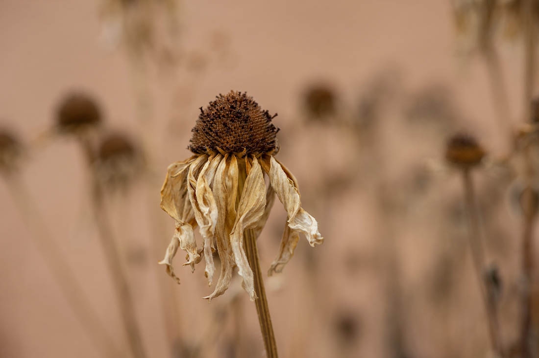 echinacea