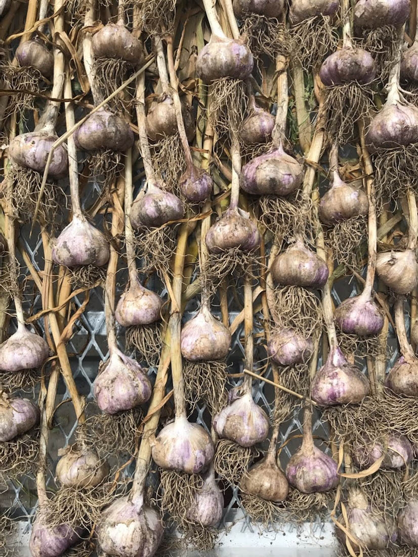garlic