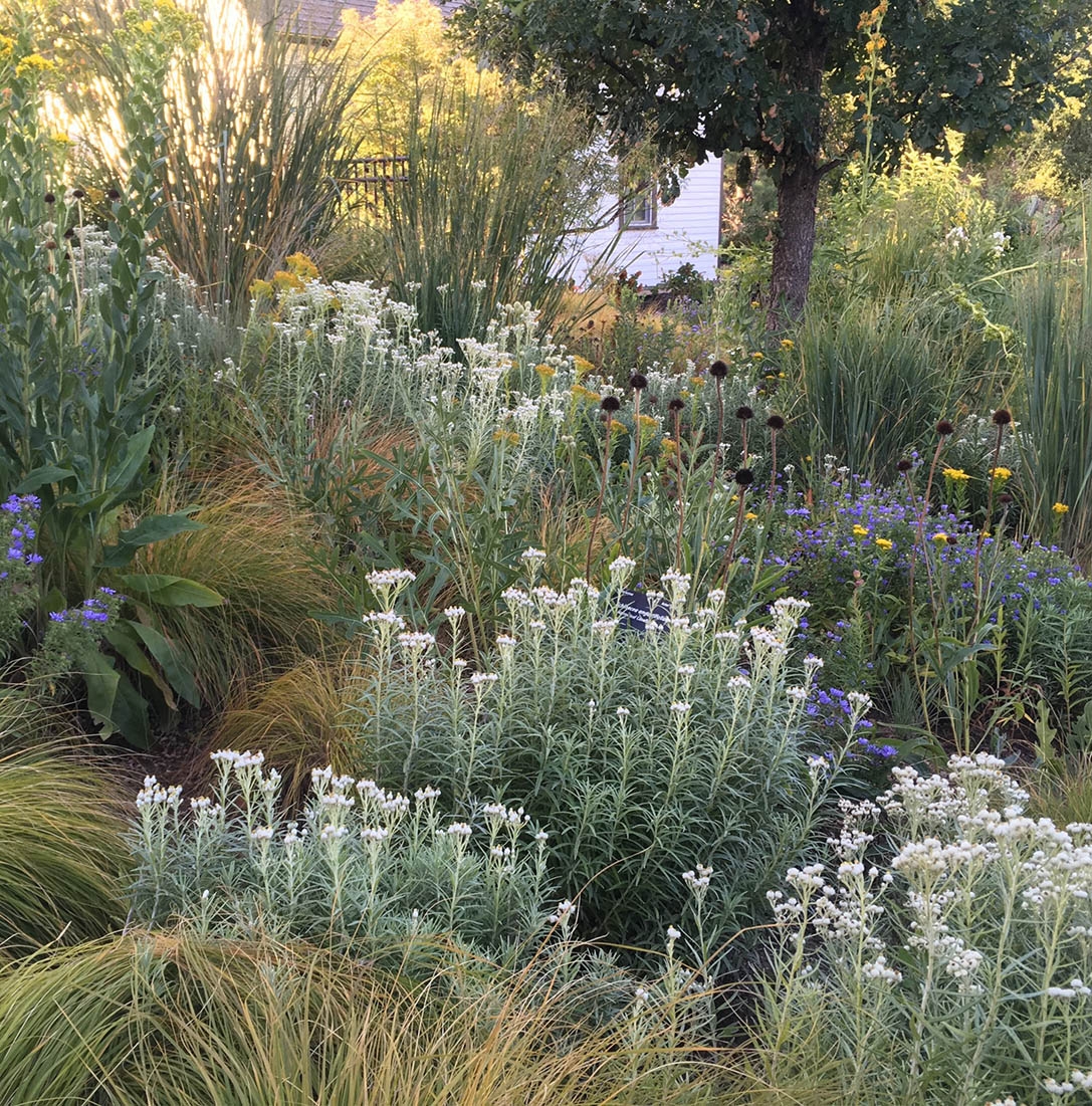 rain garden