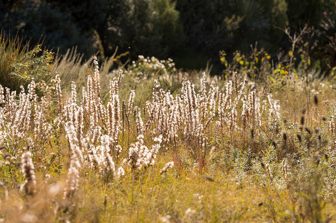 seedheads