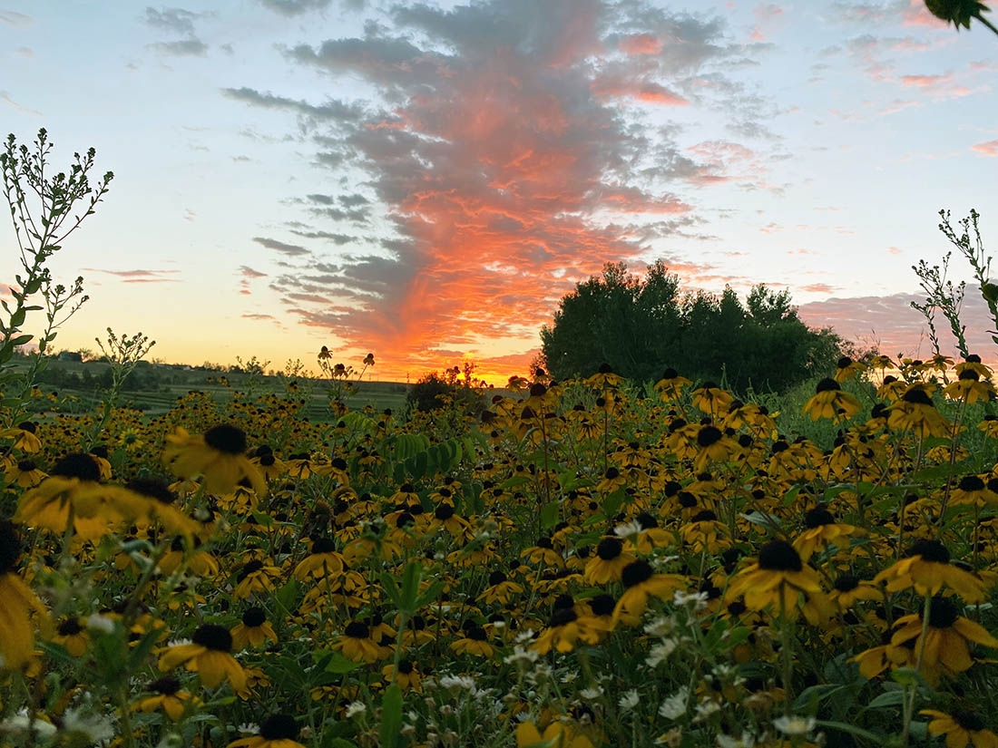 brown-eyed Susan