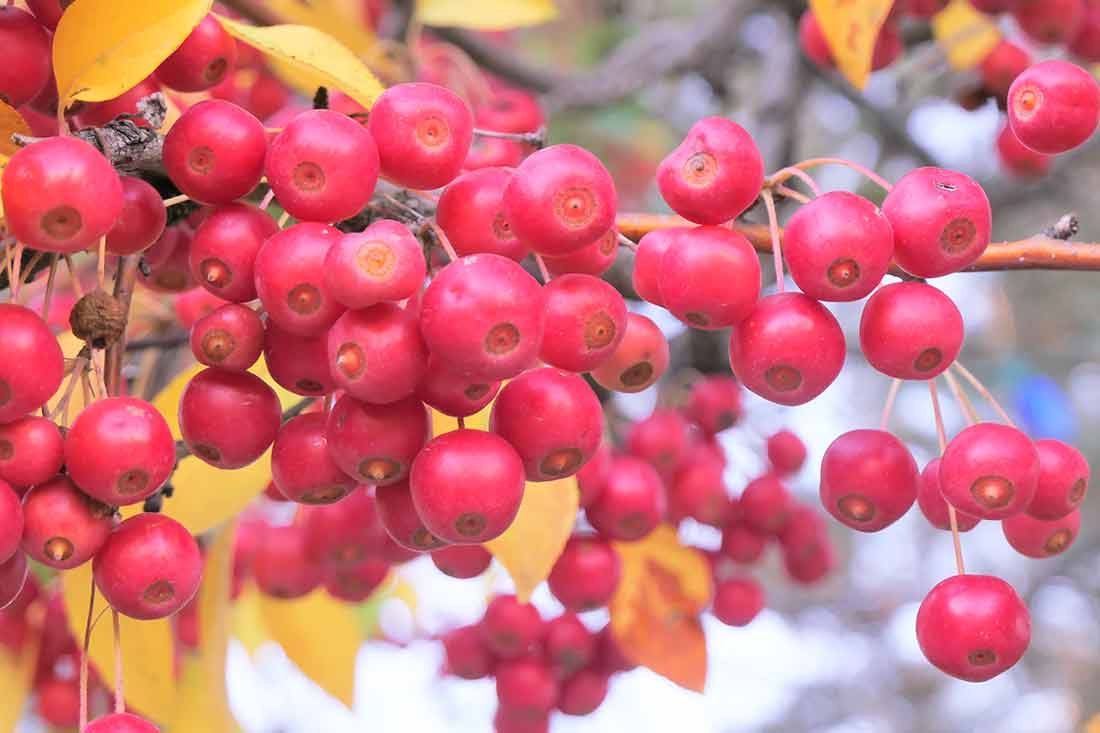 Crabapple trees (Malus spp.) provide food for frugivorous birds. Crabapple trees (Malus spp.) provide food for frugivorous birds.