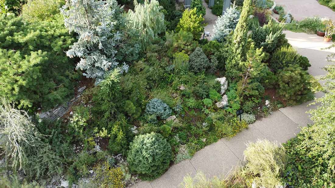 Layered plantings of conifers and shrubs provide habitat, shelter and food for birds in the Dwarf Conifer Berm. vLayered plantings of conifers and shrubs provide habitat, shelter and food for birds in the Dwarf Conifer Berm.