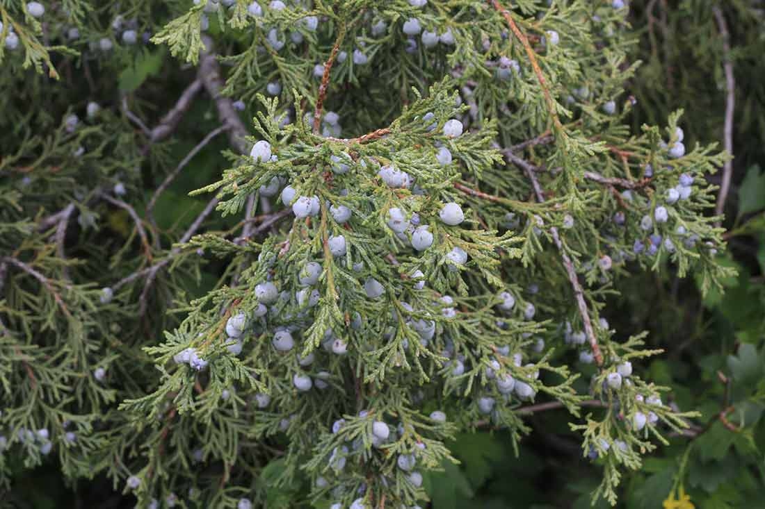 Juniper berry-like cones provide food for Townsend’s solitaire in the winter. Juniper berry-like cones provide food for Townsend’s solitaire in the winter.