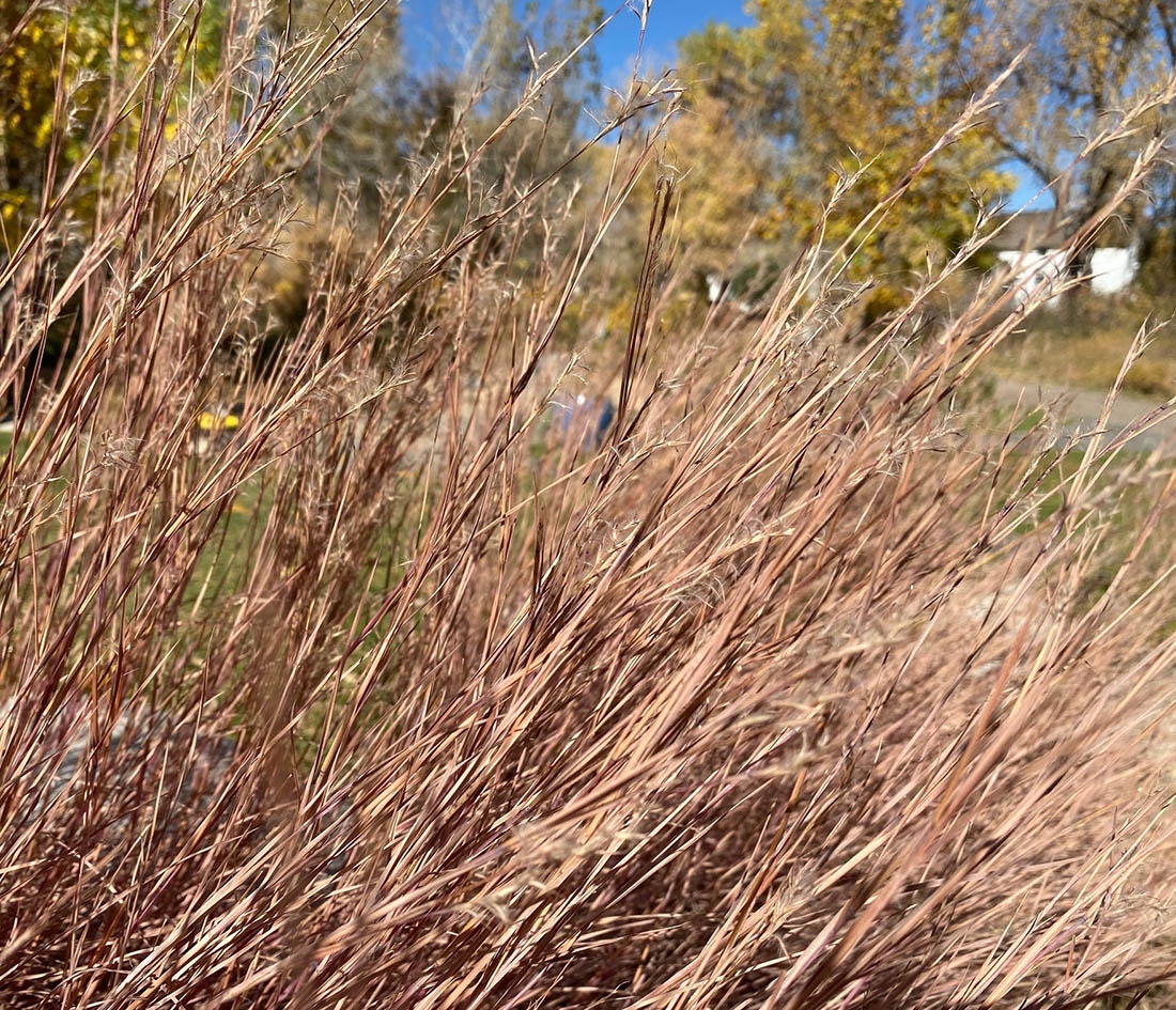 Little bluestem (Schizachyrium scoparium) in the fall Little bluestem (Schizachyrium scoparium) in the fall