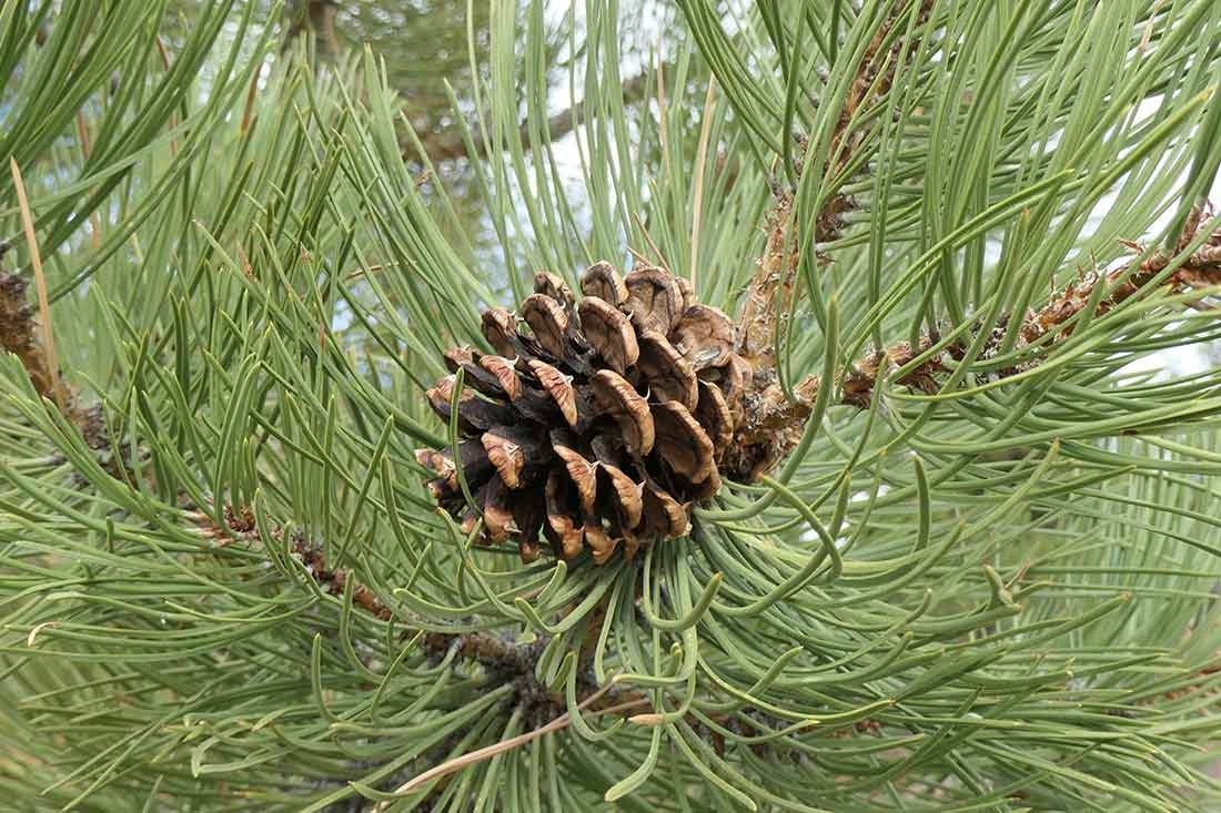 The seeds of ponderosa pine provide food for seed-eating birds. The seeds of ponderosa pine provide food for seed-eating birds.