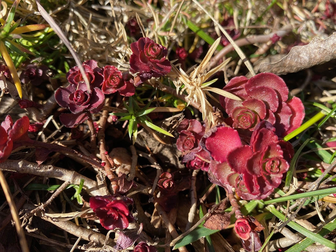 Sedum spurium 'Voodoo' Sedum spurium 'Voodoo'