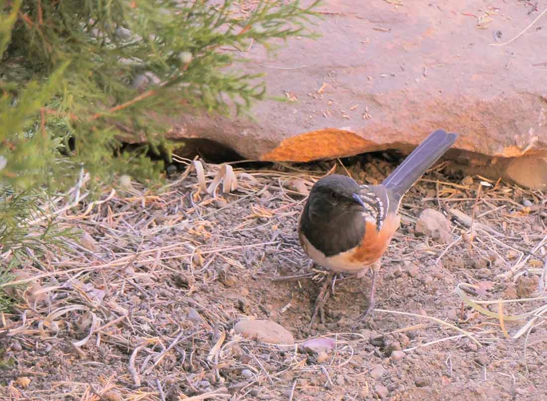 A Spotted Towhee demonstrating the “double-scratching” technique. A Spotted Towhee demonstrating the “double-scratching” technique.